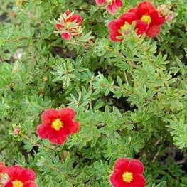 Лапчатка кустарниковая Мариан Ред Робин (Potentilla fruticosa 'Marian Red Robin')