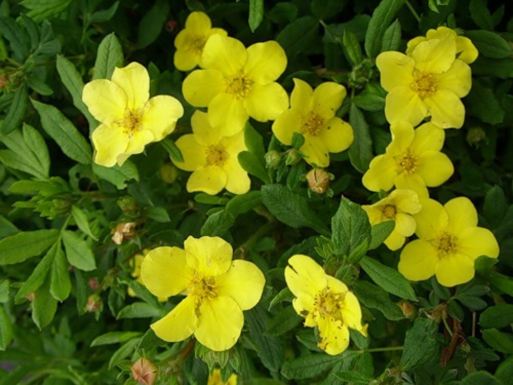 Лапчатка кустарниковая Элизабет (Potentilla fruticosa 'Elizabeth')