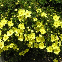 Лапчатка кустарниковая Голдстар (Potentilla fruticosa 'Goldstar')
