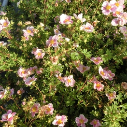 Лапчатка кустарниковая Принцесс (Potentilla fruticosa 'Princess')