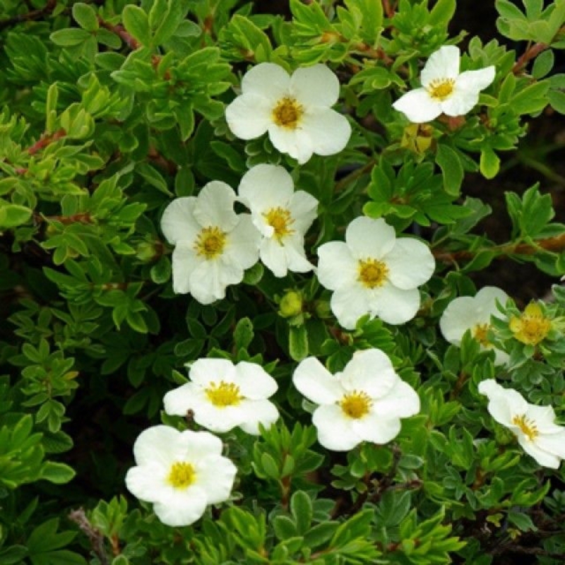 Лапчатка кустарниковая Тилфорд Крим (Potentilla fruticosa 'Tilford Cream')