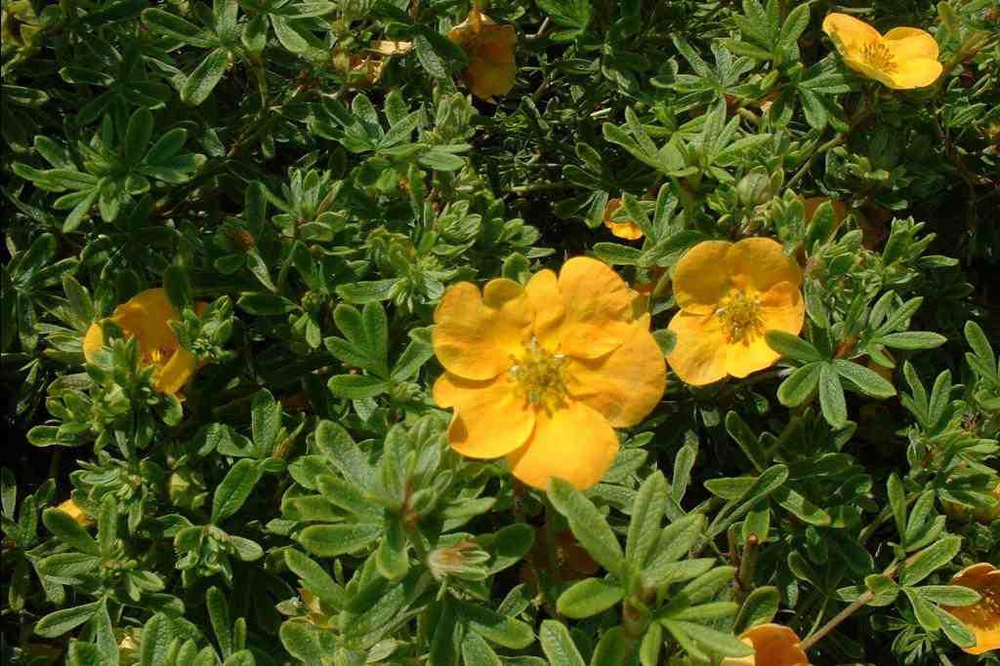 Лапчатка кустарниковая Танжерин (Potentilla fruticosa 'Tangerine')