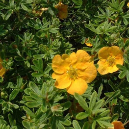 Лапчатка кустарниковая Танжерин (Potentilla fruticosa 'Tangerine')