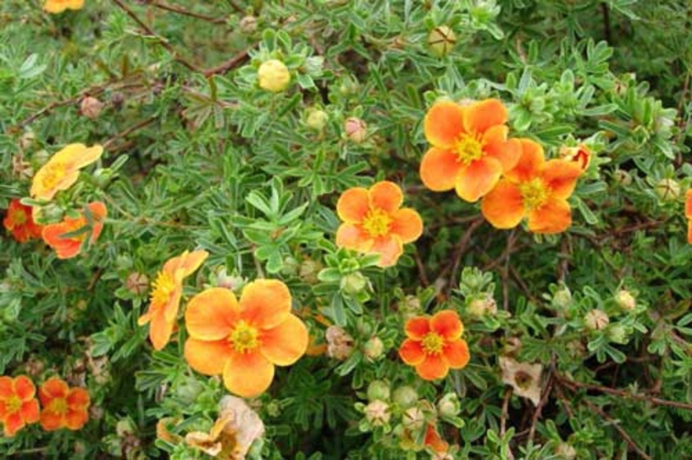 Лапчатка кустарниковая Хопли Оранж (Potentilla fruticosa 'Hopley Orange')
