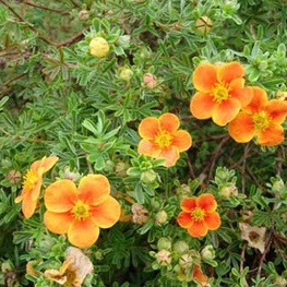 Лапчатка кустарниковая Хопли Оранж (Potentilla fruticosa 'Hopley Orange')