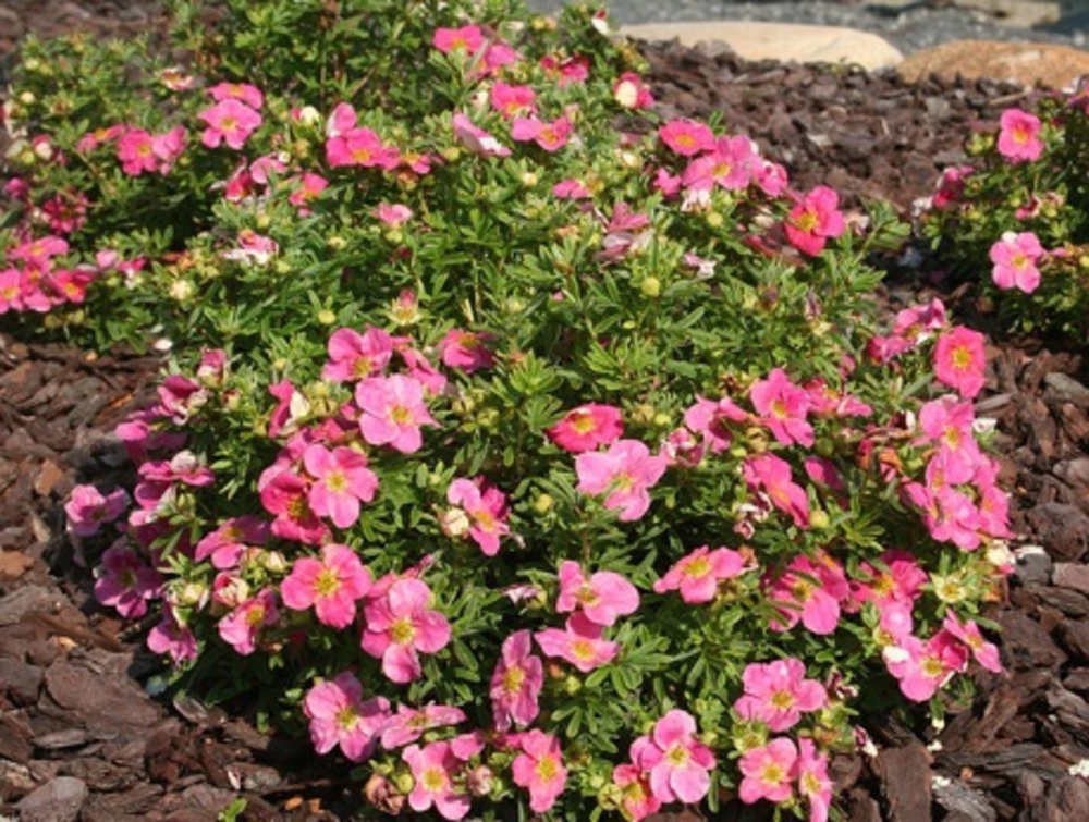 Лапчатка кустарниковая Беллиссима (Potentilla fruticosa 'Bellissima')
