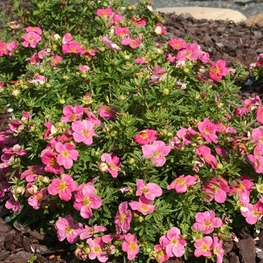 Лапчатка кустарниковая Беллиссима (Potentilla fruticosa 'Bellissima')