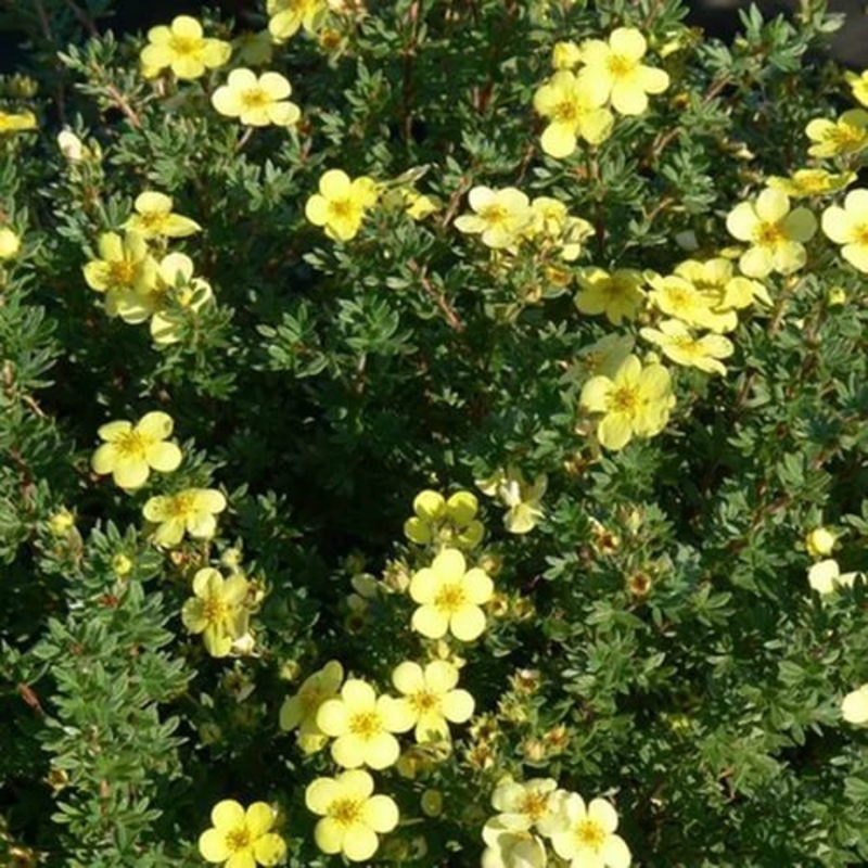 Лапчатка кустарниковая Кэтрин Дайкс (Potentilla fruticosa 'Katherine Dykes')