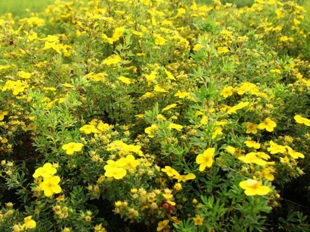 Лапчатка кустарниковая Хахманс Гигант (Potentilla fruticosa 'Hachmann\'s Gigant')
