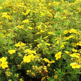 Лапчатка кустарниковая Хахманс Гигант (Potentilla fruticosa 'Hachmann\'s Gigant')
