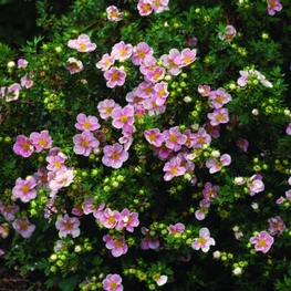 Лапчатка кустарниковая Претти Полли (Potentilla fruticosa 'Pretty Polly')