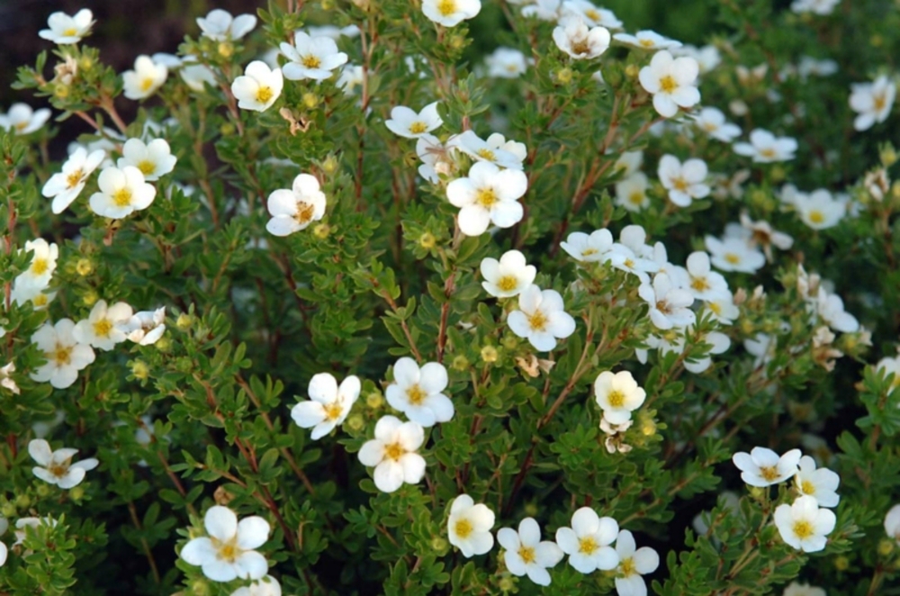 Лапчатка кустарниковая Маккейс Уайт (Potentilla fruticosa 'Mckay\'s White')