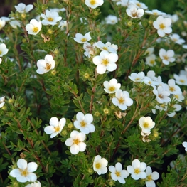 Лапчатка кустарниковая Маккейс Уайт (Potentilla fruticosa 'Mckay\'s White')