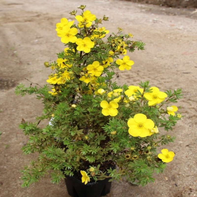Лапчатка кустарниковая Кобольд (Potentilla fruticosa 'Kobold')