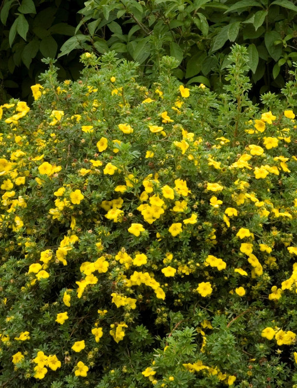 Лапчатка кустарниковая Голд Дроп (Potentilla fruticosa 'Gold drop')