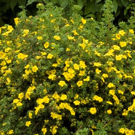 Лапчатка кустарниковая Голд Дроп (Potentilla fruticosa 'Gold drop')