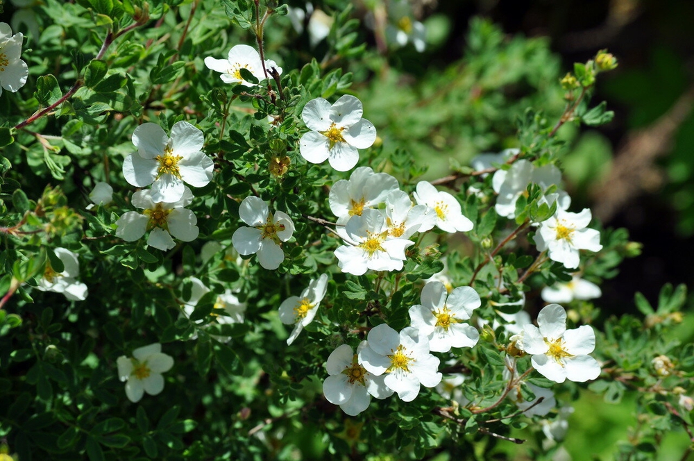 Лапчатка кустарниковая Маунт Эверест (Potentilla fruticosa 'Mount Everest')