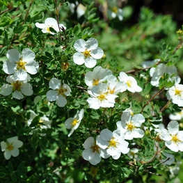 Лапчатка кустарниковая Маунт Эверест (Potentilla fruticosa 'Mount Everest')