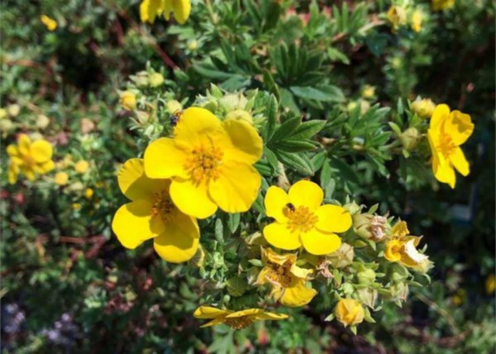 Лапчатка кустарниковая Аннетт (Potentilla fruticosa 'Annette')