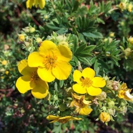 Лапчатка кустарниковая Аннетт (Potentilla fruticosa 'Annette')