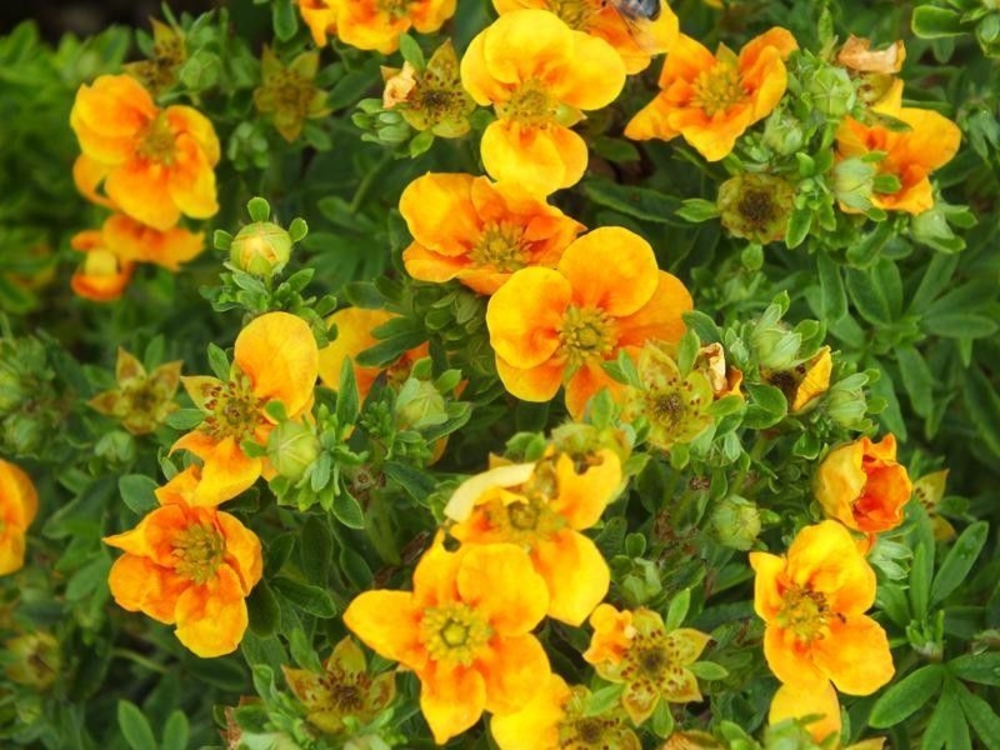 Лапчатка кустарниковая Манго Танго (Potentilla fruticosa 'Mango Tango')