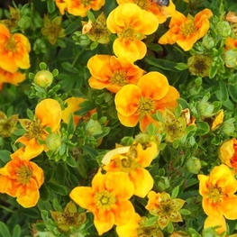 Лапчатка кустарниковая Манго Танго (Potentilla fruticosa 'Mango Tango')