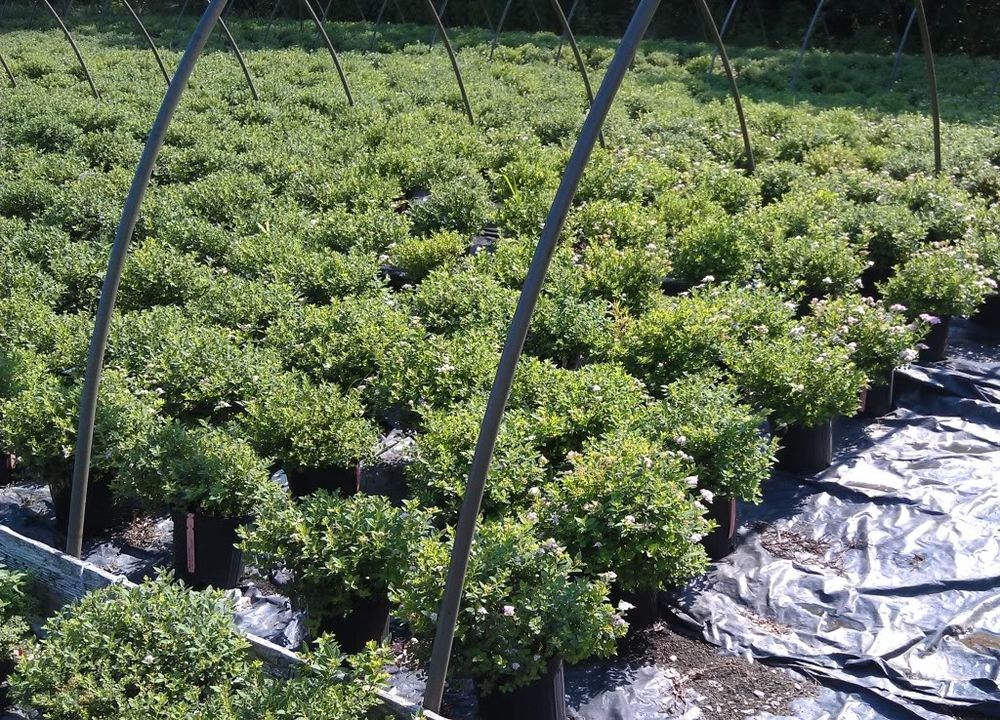 Спирея японская Литтл Принцесс (Spiraea japonica 'Little Princess')