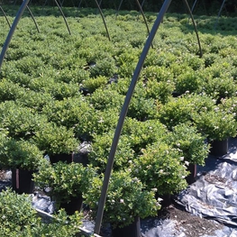 Спирея японская Литтл Принцесс (Spiraea japonica 'Little Princess')