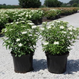 Спирея японская Альбифлора (Spiraea japonica 'Albiflora')