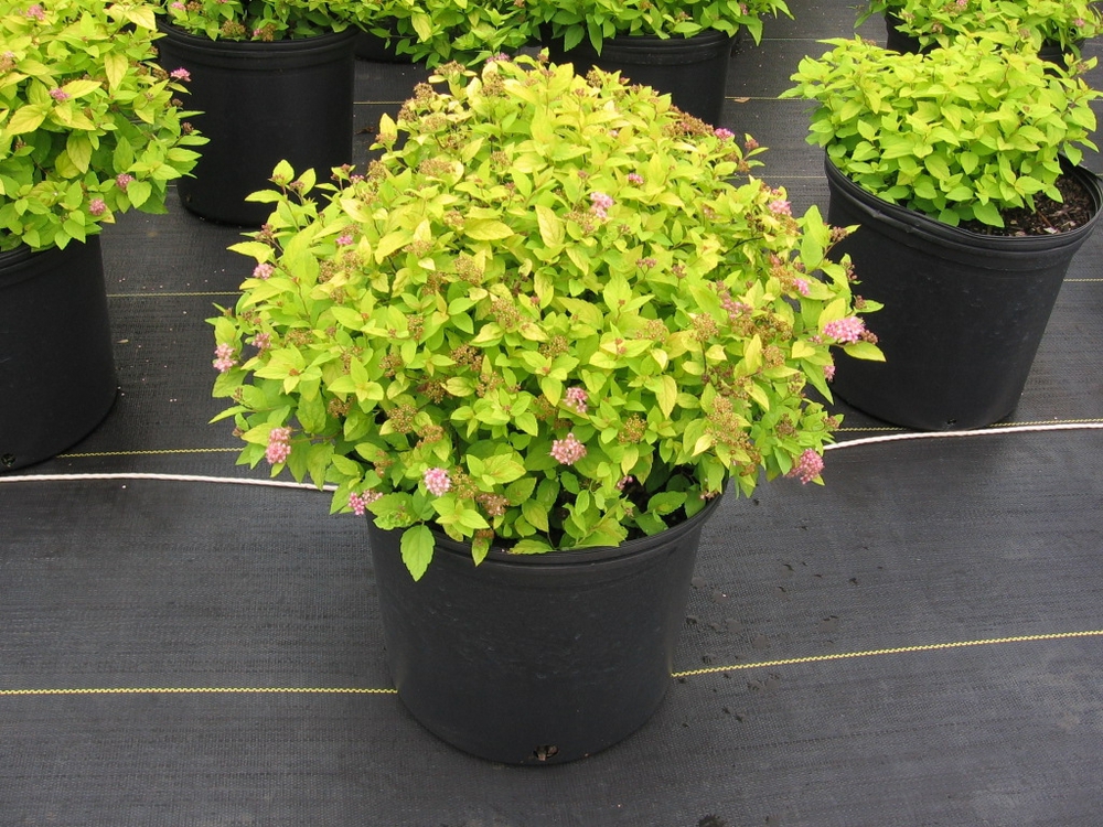 Спирея японская Голдмаунд (Spiraea japonica 'Goldmound')