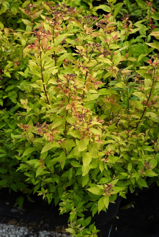 Спирея японская Голдфлейм (Spiraea japonica 'Goldflame')