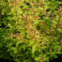 Спирея японская Голдфлейм (Spiraea japonica 'Goldflame')