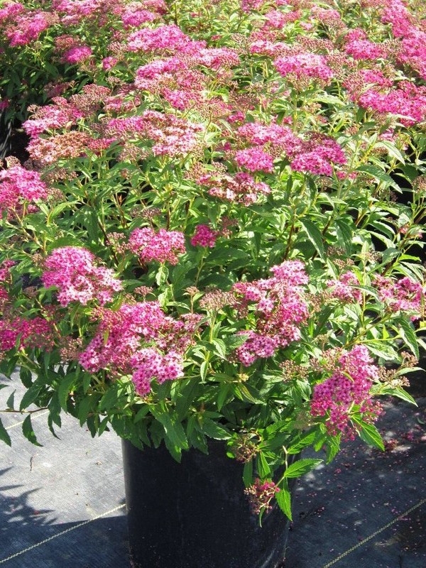 Спирея японская Фребели (Spiraea japonica 'Froebelii')