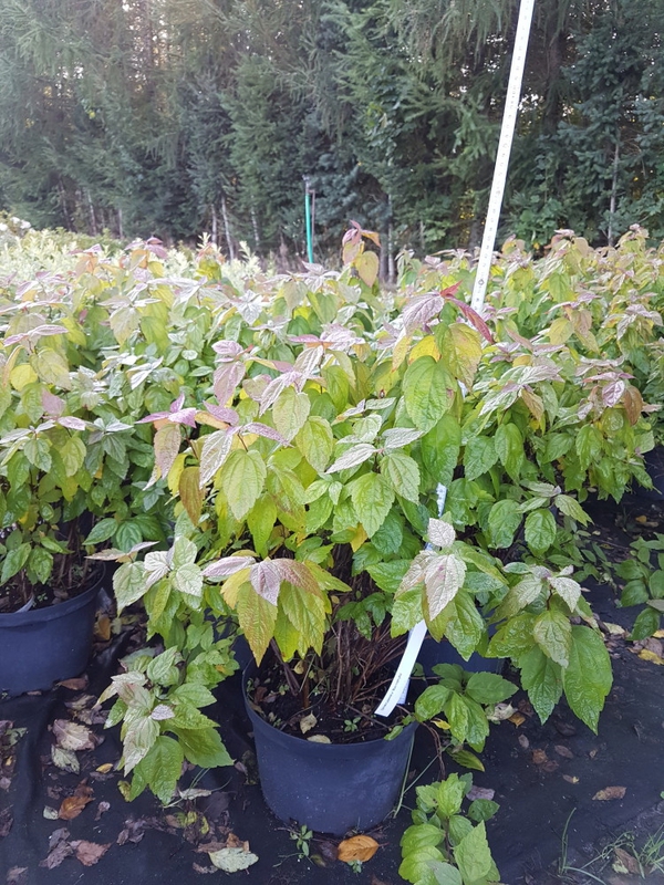 Спирея японская Макрофилла (Spiraea japonica 'Macrophylla')