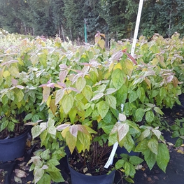 Спирея японская Макрофилла (Spiraea japonica 'Macrophylla')