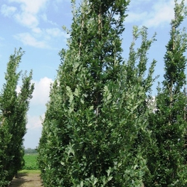 Дуб черешчатый Фастигиата (Quercus robur 'Fastigiata')