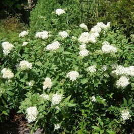 Спирея японская Уайт Голд (Spiraea japonica 'White Gold')
