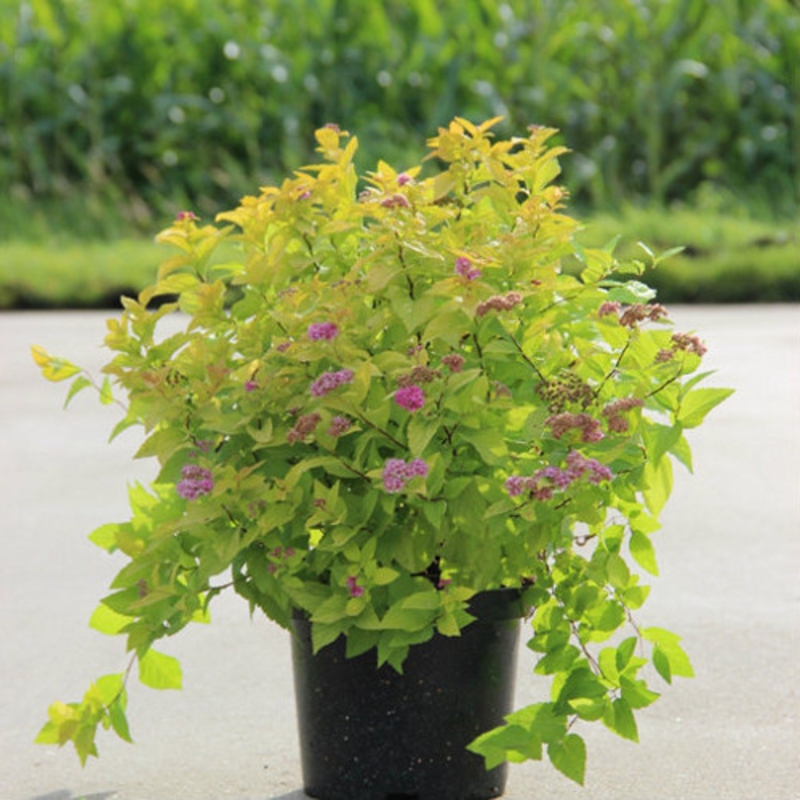 Спирея японская Кендллайт (Spiraea japonica 'Candlelight')