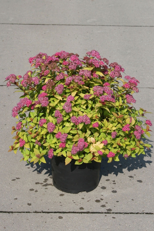Спирея японская Мэджик Карпет (Spiraea japonica 'Magic Carpet')