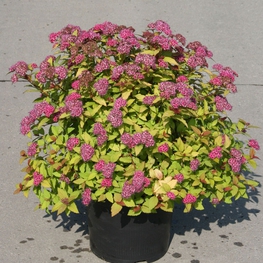 Спирея японская Мэджик Карпет (Spiraea japonica 'Magic Carpet')