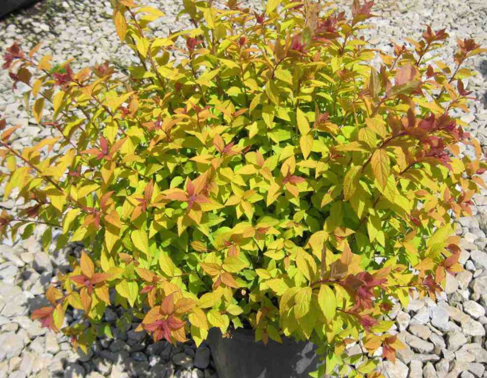Спирея японская Файрлайт (Spiraea japonica 'Firelight')
