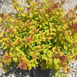 Спирея японская Файрлайт (Spiraea japonica 'Firelight')