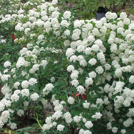 Спирея Вангутта (Spiraea x vanhouttei)