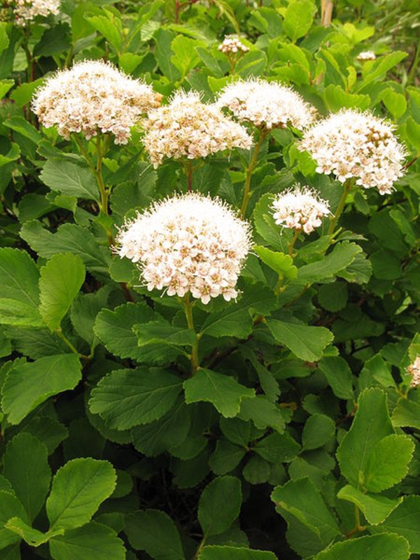 Спирея березолистная (Spiraea betulifolia)
