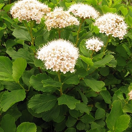Спирея березолистная (Spiraea betulifolia)