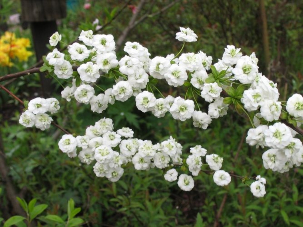 Спирея сливолистная Прунифолия (Spiraea prunifolia 'Prunifolia')