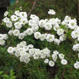 Спирея сливолистная Прунифолия (Spiraea prunifolia 'Prunifolia')