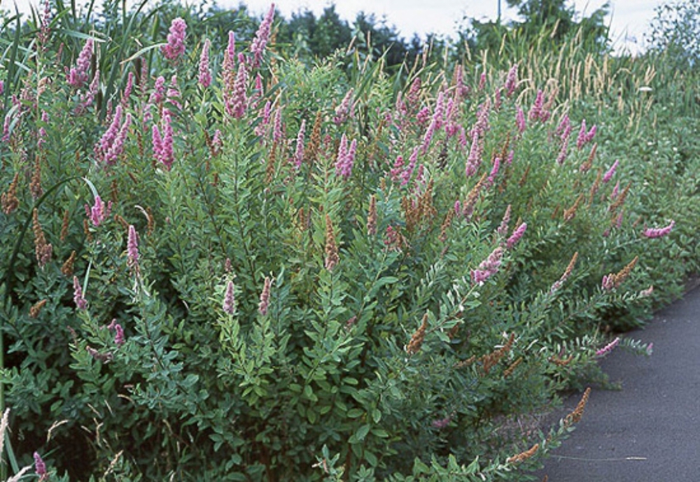 Спирея Дугласа (Spiraea douglasii) (розовая)
