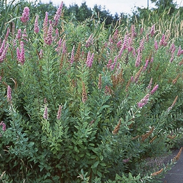 Спирея Дугласа (Spiraea douglasii) (розовая)