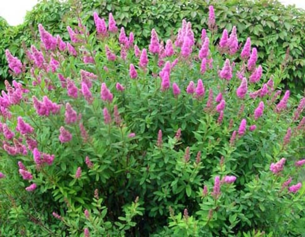 Спирея Билларда Билларди (Spiraea x billardii 'Billardii')